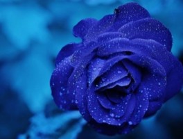 扬州旅游景点大全攻略自驾游，扬州自驾游去哪里好玩