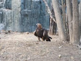 西安旅游吃美食攻略图文(西安旅游美食全攻略)