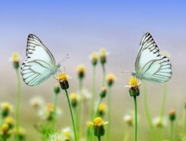 虹桥机场到虹桥火车站怎么走，虹桥机场去虹桥火车站怎么走