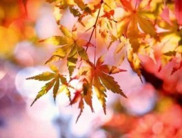 莱芜金鸡峡怎么走，济南金鸡峡