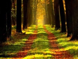 社会实践路线，社会实践路线怎样写