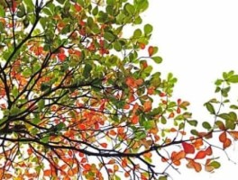 合肥31路公交路线，合肥31路公交车新路线