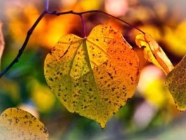 成都到泸州怎么走，成都到泸州如何坐车