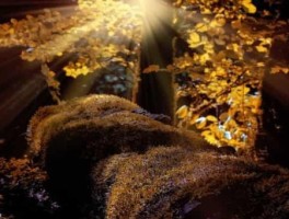 鹤岗旅游，鹤岗旅游团联系方式