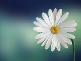 李村河公园怎么走，李村河公园怎么走地铁