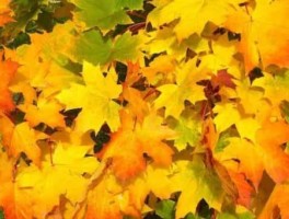 去西安旅游好吃的美食街(西安美食小吃街哪些最著名)