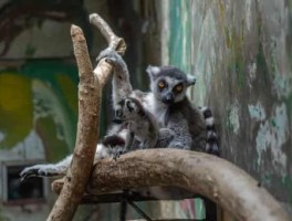 wow锚草路线，锚草哪里多