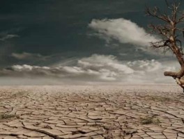 白蝉的路线，白蝉树图片