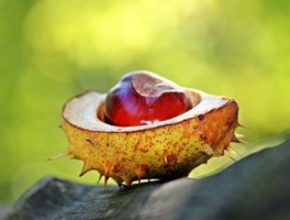 青岛美食旅游线路(青岛十大必吃美食餐厅)