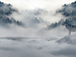 旅游箱，旅游箱密码忘记了该怎样开