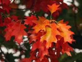 桂林桃花湾旅游景点介绍，桂林桃花岩景区