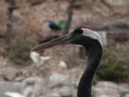 黄石22路车路线，黄石22路车公交路线