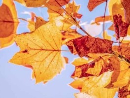 扬州旅游景点攻略10月，扬州有啥好玩的景点