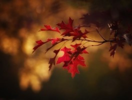 洛带长城怎么走，洛带长城可以开车上去吗