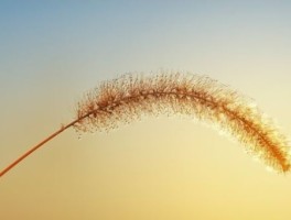 阿坝旅游，阿坝旅游大数据