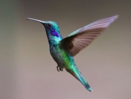 重庆到酉阳怎么走，重庆到酉阳县有多少公里路