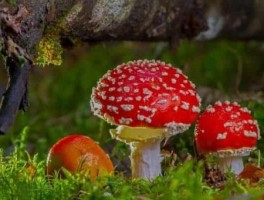 昆明去西双版纳怎么走，昆明去西双版纳怎么走最便宜