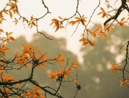 桂林旅游景点的介绍300字，广西桂林旅游景点介绍