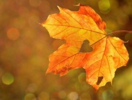 厦门北到鼓浪屿怎么走，厦门北到鼓浪屿怎么走最方便