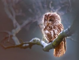 三门县公交车路线，三门县公交车路线和时间表601