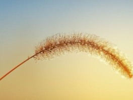 来西安旅游推荐10种美食的理由怎么写(有哪些美食是不可错过的)