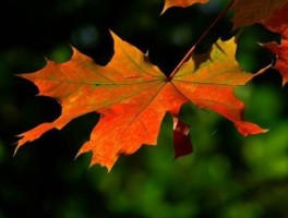 去七浦路怎么走，去七浦路怎么走最方便