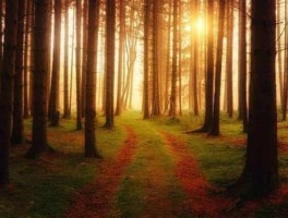 重庆解放碑路线，重庆解放碑地铁线路图