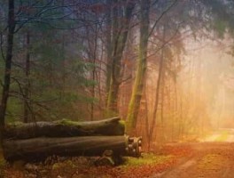 登黄山路线，登黄山最佳路线