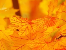 西北旅游，西北旅游区旅游资源特征