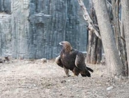 美食旅游的动机(旅游动机是为了满足什么需要)