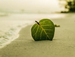 东沙美食攻略旅游线路(江浙沪海边攻略江浙沪海边旅游景点)