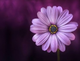 西安到法门寺怎么走，西安到法门寺怎么坐车多长时间