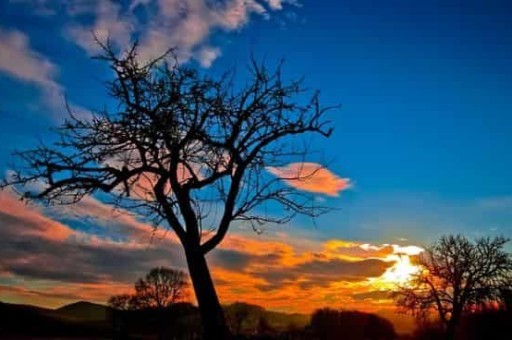 红果怎么走,红果怎么吃最好 红果怎么走,红果怎么吃最好