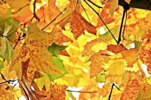 杭州水上巴士路线,杭州水上巴士路线武林门码头 杭州水上巴士路线,杭州水上巴士路线武林门码头