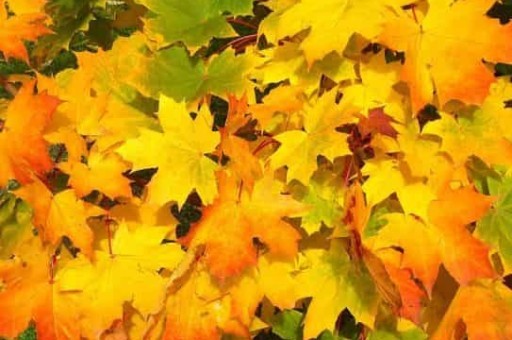 66号公交车路线,66公交车路线路线查询南京 66号公交车路线,66公交车路线路线查询南京