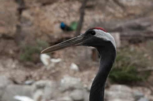 景宁旅游,景宁旅游攻略二日游 景宁旅游,景宁旅游攻略二日游
