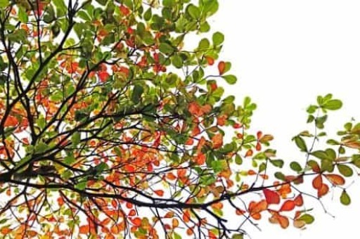 鹰潭旅游,鹰潭旅游团报名 鹰潭旅游,鹰潭旅游团报名